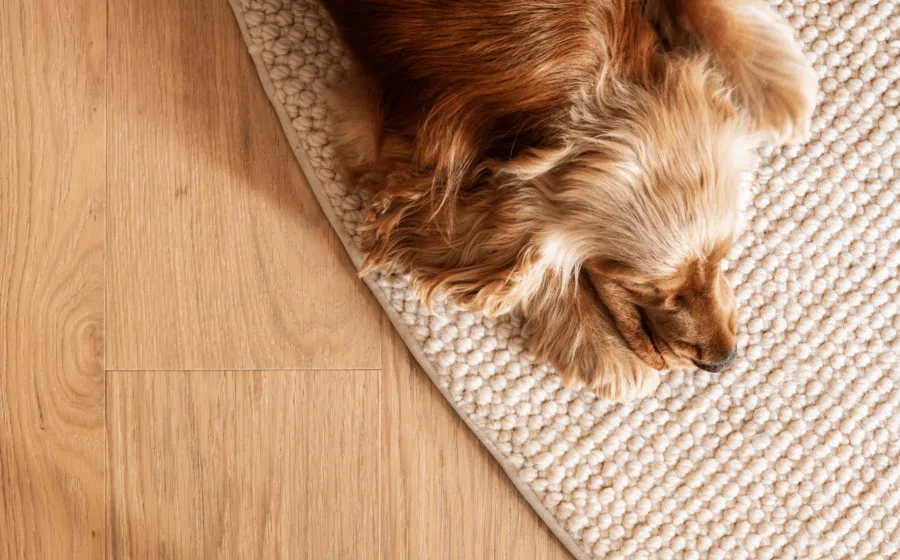 Hond op parketvloer en vloerkleed